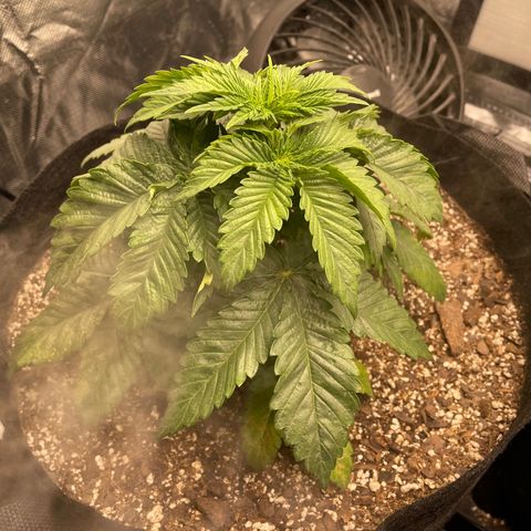 Unknown strain growlog timeline photo