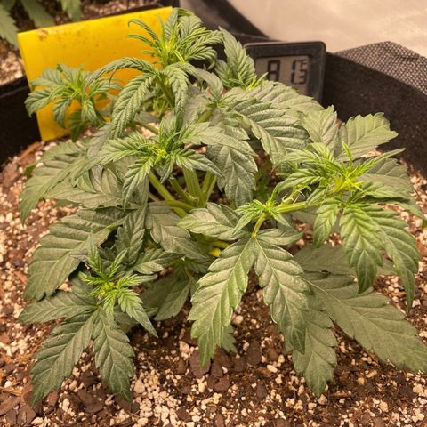 Unknown strain growlog timeline photo