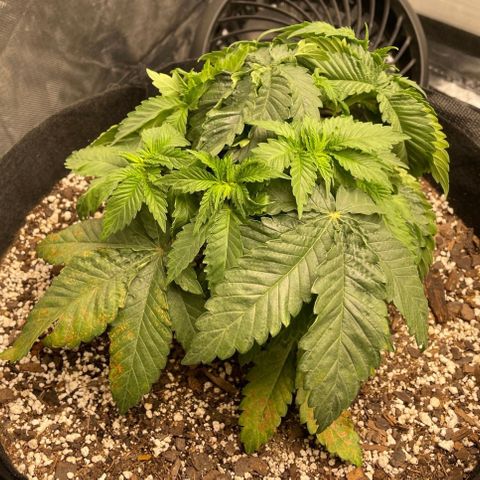 Unknown strain growlog timeline photo