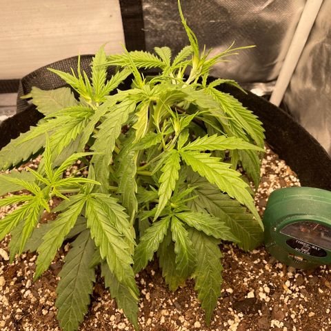 Unknown strain growlog timeline photo