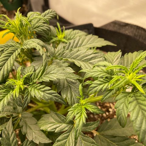 Unknown strain growlog photo: Signs of Flower