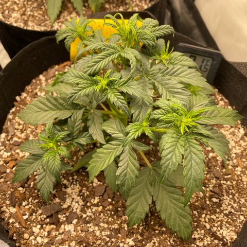 Unknown strain growlog photo: Signs of Flower