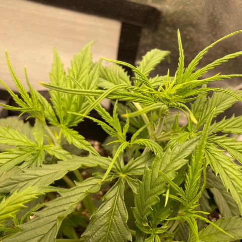 Unknown strain growlog photo: Signs of Flower