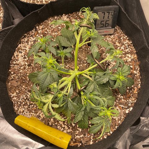 Unknown strain growlog timeline photo