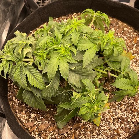 Unknown strain growlog timeline photo