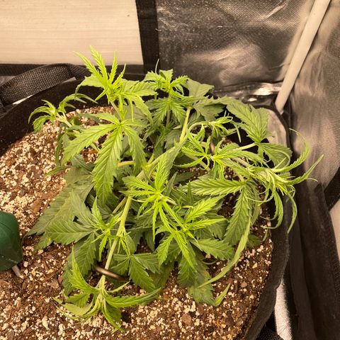 Unknown strain growlog timeline photo