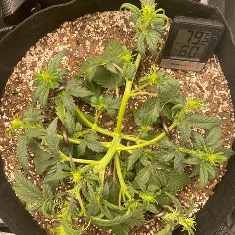 Unknown strain growlog timeline photo