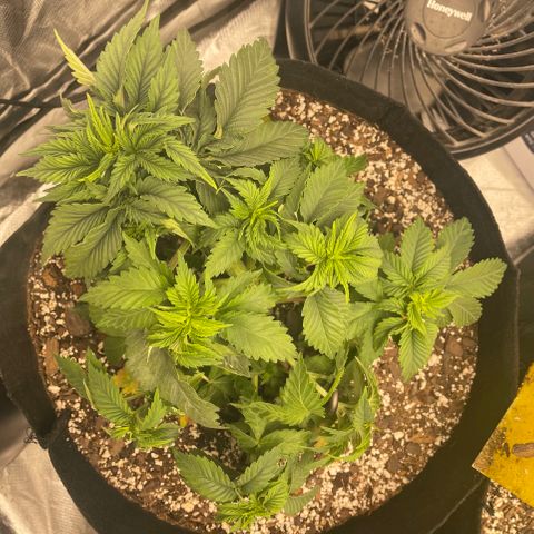 Unknown strain growlog timeline photo