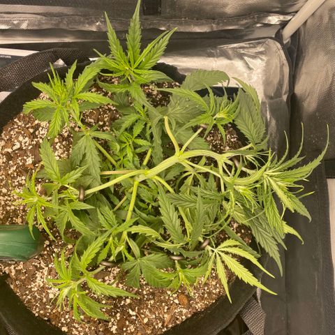 Unknown strain growlog timeline photo
