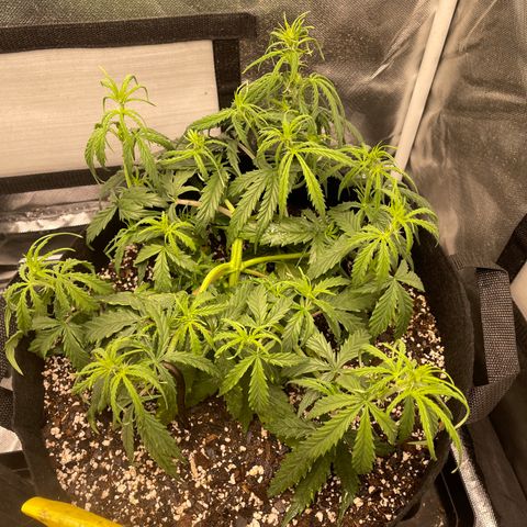 Unknown strain growlog timeline photo