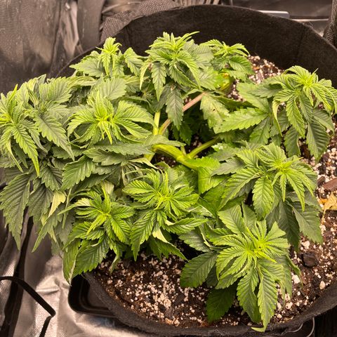 Unknown strain growlog timeline photo