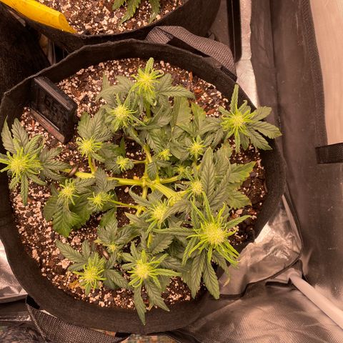Unknown strain growlog timeline photo
