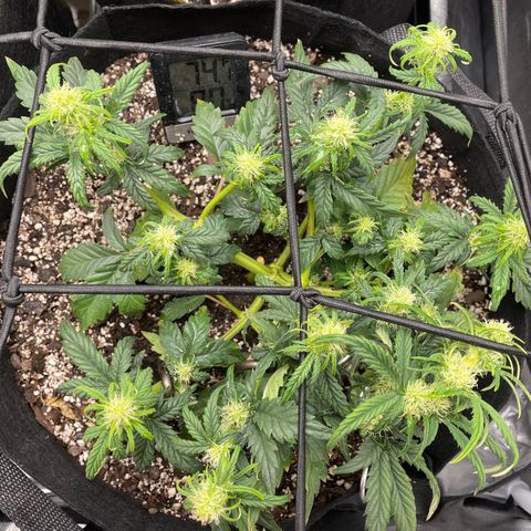 Unknown strain growlog timeline photo