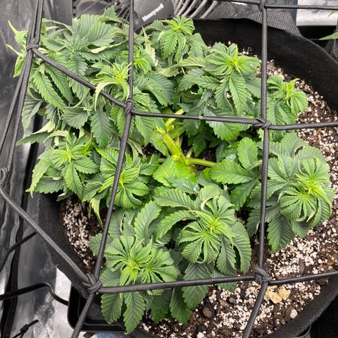 Unknown strain growlog timeline photo