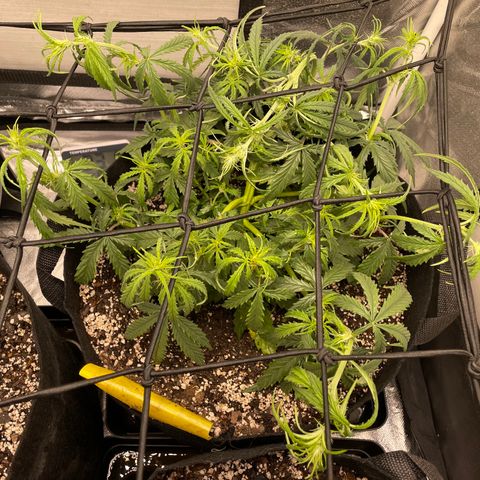 Unknown strain growlog timeline photo