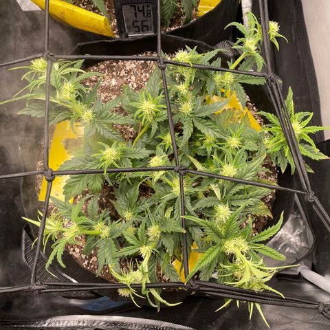 Unknown strain growlog timeline photo