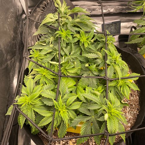 Unknown strain growlog timeline photo