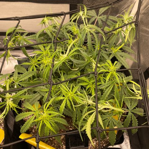 Unknown strain growlog timeline photo