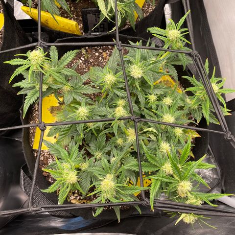 Unknown strain growlog timeline photo
