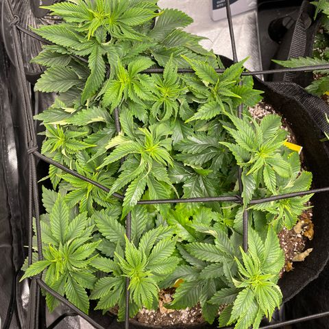 Unknown strain growlog timeline photo
