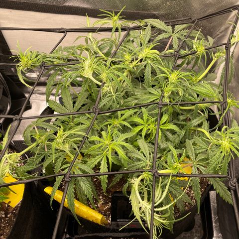 Unknown strain growlog timeline photo