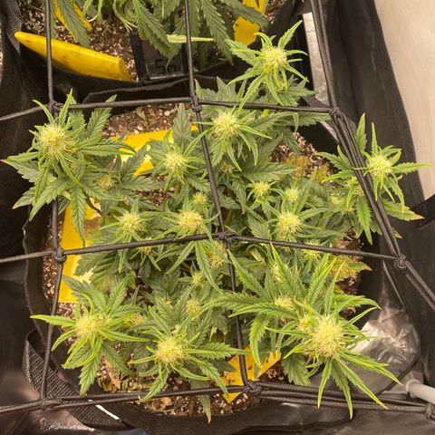 Unknown strain growlog timeline photo
