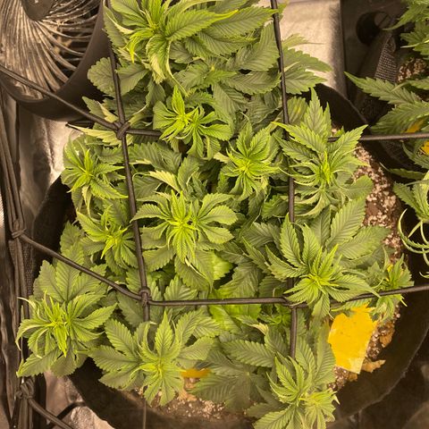 Unknown strain growlog timeline photo