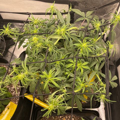 Unknown strain growlog timeline photo