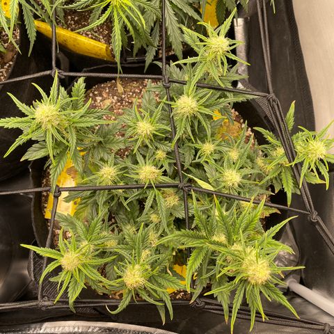 Unknown strain growlog timeline photo