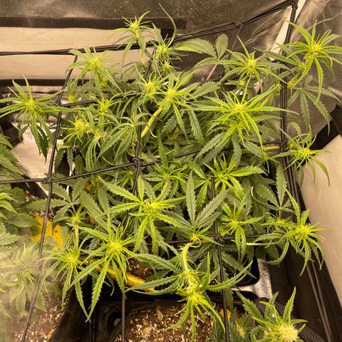 Unknown strain growlog timeline photo