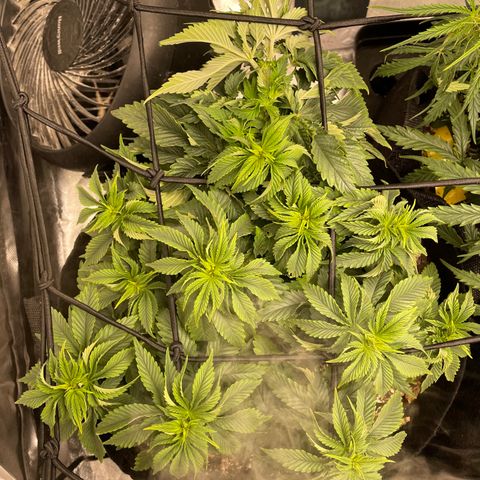 Unknown strain growlog timeline photo