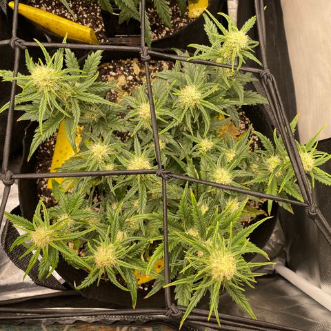 Unknown strain growlog timeline photo