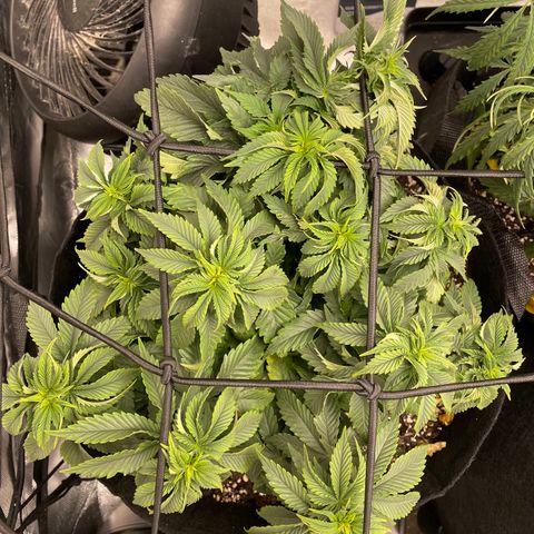 Unknown strain growlog timeline photo