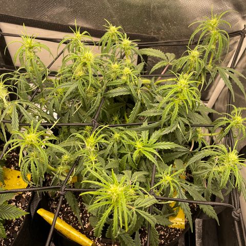 Unknown strain growlog timeline photo