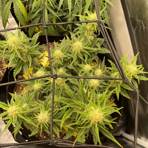 Unknown strain growlog timeline photo
