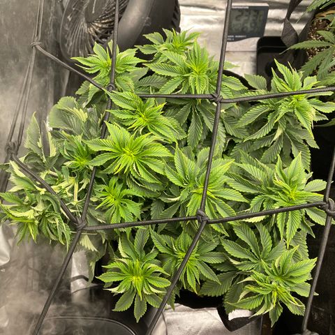 Unknown strain growlog timeline photo