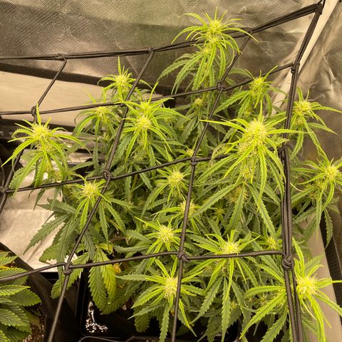 Unknown strain growlog timeline photo