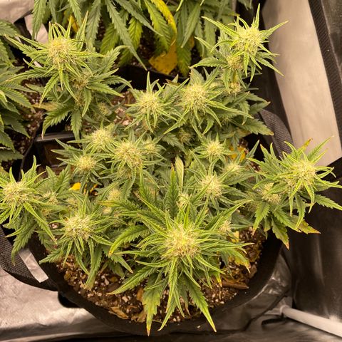 Unknown strain growlog timeline photo