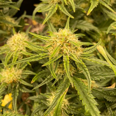 Unknown strain growlog timeline photo