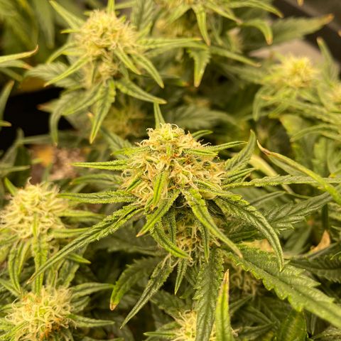 Unknown strain growlog timeline photo