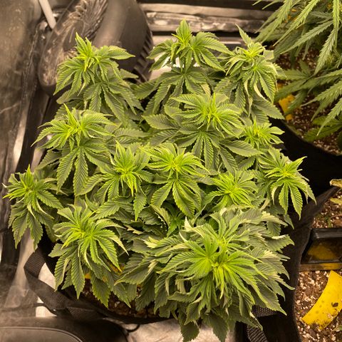 Unknown strain growlog timeline photo
