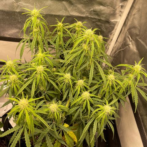 Unknown strain growlog timeline photo