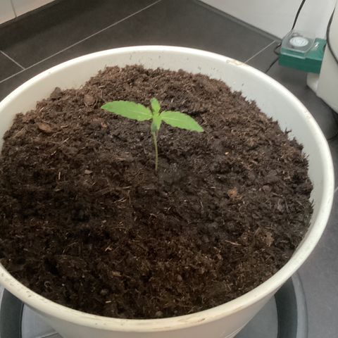 Easy Bud  ( ROYAL QUEEN SEEDS) FEMINISIERT growlog timeline photo