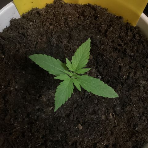 Easy Bud  ( ROYAL QUEEN SEEDS) FEMINISIERT growlog timeline photo