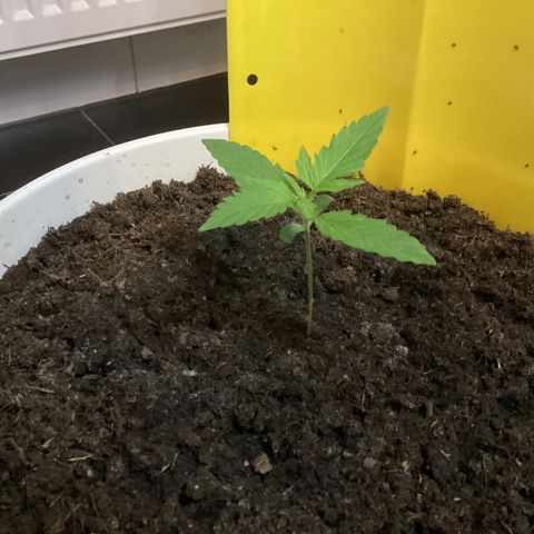 Easy Bud  ( ROYAL QUEEN SEEDS) FEMINISIERT growlog timeline photo