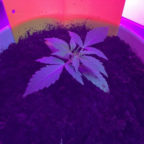 Easy Bud  ( ROYAL QUEEN SEEDS) FEMINISIERT growlog timeline photo