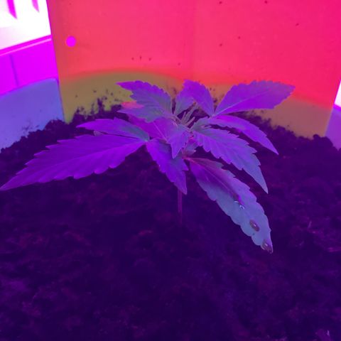 Easy Bud  ( ROYAL QUEEN SEEDS) FEMINISIERT growlog timeline photo