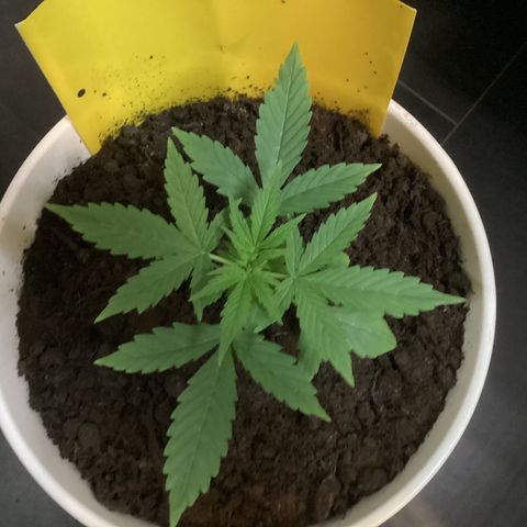 Easy Bud  ( ROYAL QUEEN SEEDS) FEMINISIERT growlog timeline photo