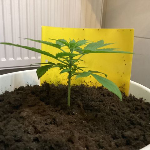 Easy Bud  ( ROYAL QUEEN SEEDS) FEMINISIERT growlog timeline photo