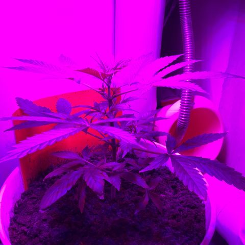 Easy Bud  ( ROYAL QUEEN SEEDS) FEMINISIERT growlog timeline photo